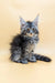 Fluffy Maine Coon kitten with ear tufts, perfect for the Shansy collection