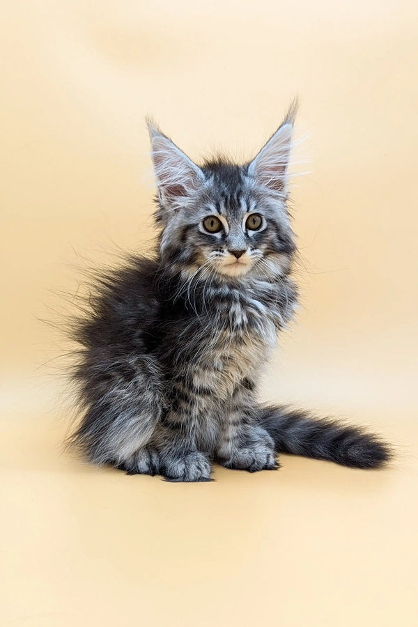 Fluffy Maine Coon kitten with ear tufts, perfect for the Shansy collection