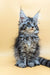 Fluffy Maine Coon kitten with gray and white fur and cute ear tufts from Shansy