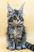 Cute Maine Coon kitten with fluffy fur and golden eyes from Shansy