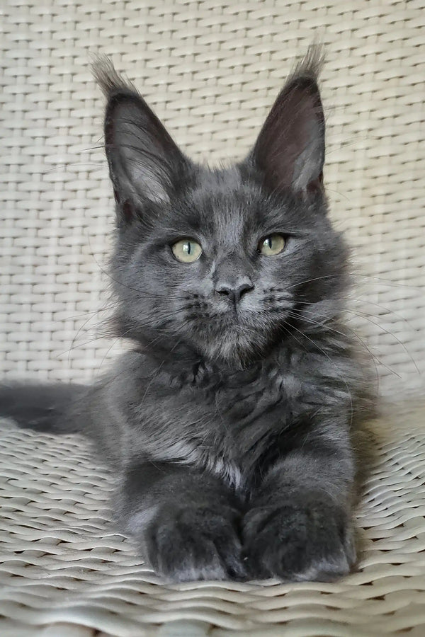 Shanti | maine coon kitten