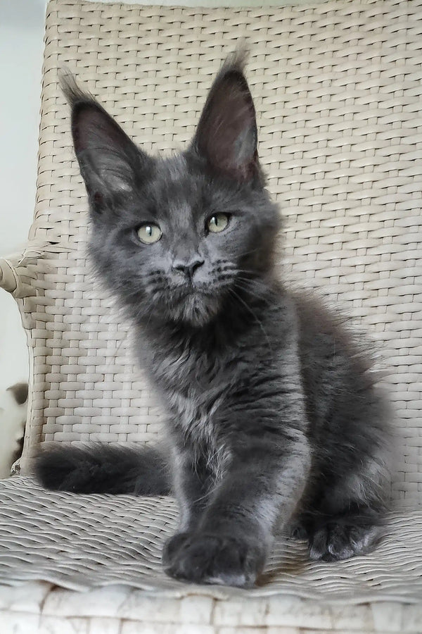 Shanti | maine coon kitten