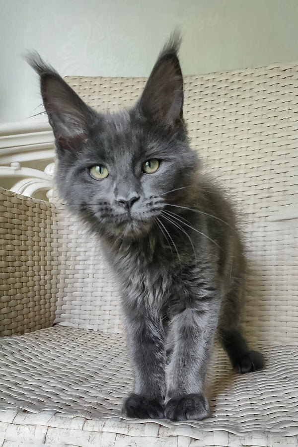 Shanti | maine coon kitten