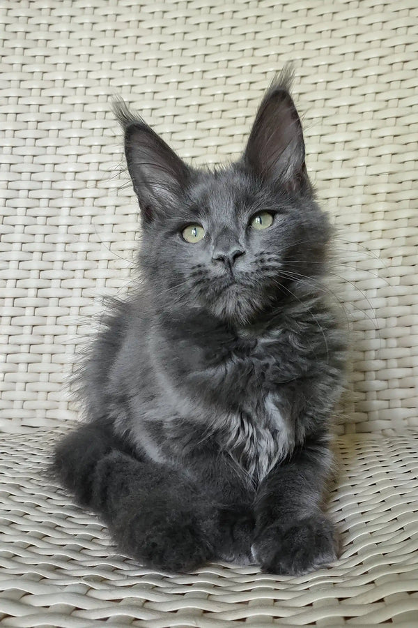 Shanti | maine coon kitten
