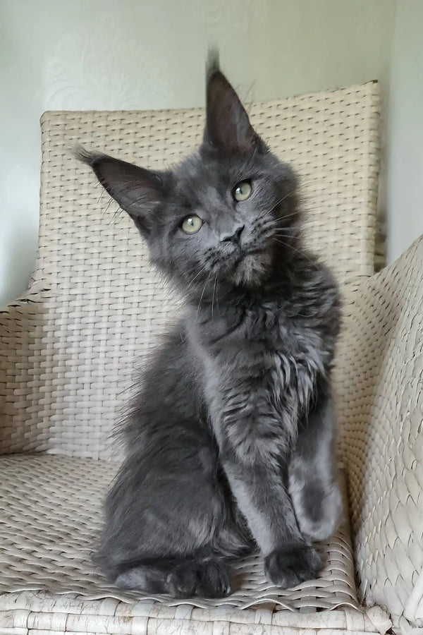 Shanti | maine coon kitten