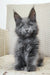 Fluffy gray Maine Coon kitten named Shanti looking adorable and playful