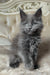 Adorable fluffy gray Maine Coon kitten named Shanti ready for cuddles and fun