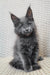 Gray Maine Coon kitten in the Shanti product for cat lovers