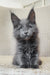 Gray Maine Coon kitten named Shanti showcasing its playful and adorable nature