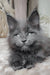 Adorable Gray Maine Coon kitten from the Shanti collection ready for cuddles