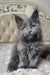 Adorable Gray Maine Coon kitten from the Shanti collection, perfect for cat lovers