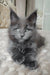 Adorable Gray Maine Coon kitten from Shanti, perfect for cuddles and playtime