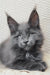 Gray Maine Coon kitten from the Shanti collection, playful and adorable