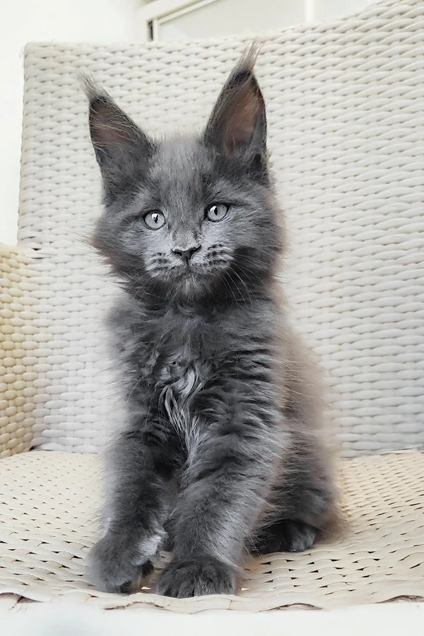 Adorable Gray Maine Coon kitten from the Shanti collection, perfect for cat lovers