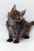 Fluffy gray Maine Coon kitten with pointed ears gazing upward in Sharidan product