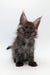 Fluffy gray Maine Coon kitten with ear tufts in Sharidan | Maine Coon Kitten product