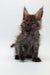 Fluffy Maine Coon kitten with big ears sitting upright, perfect for cat lovers