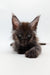 Fluffy dark Maine Coon kitten with big ears and bright eyes, perfect for cuddles