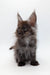 Fluffy gray Maine Coon kitten with ear tufts, perfect for any cat lover’s collection