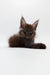 Fluffy dark brown Maine Coon kitten with pointed ears and alert expression