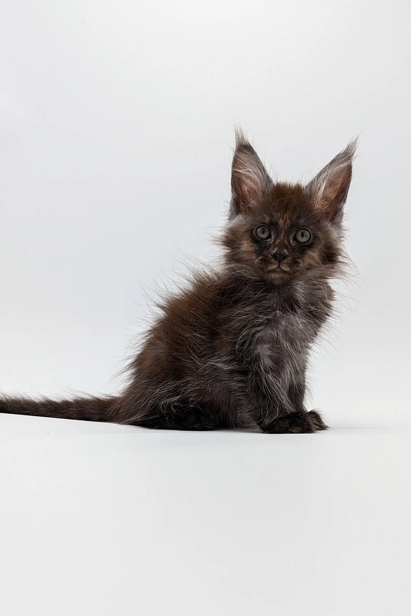 Dark-furred Maine Coon kitten with ear tufts from Sharidan Maine Coon Kitten