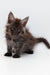 Fluffy Maine Coon kitten with bright eyes and tufted ears, perfect for any cat lover