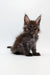 Fluffy Maine Coon kitten with big ears and curious expression, perfect for Sharidan