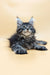 Fluffy Maine Coon kitten with blue eyes and tabby coat for Sharm collection