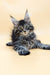 Long-haired Maine Coon kitten with alert eyes and tufted ears, perfect for your home