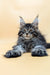 Fluffy Maine Coon kitten with ear tufts in the Sharm product collection