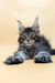 Maine Coon kitten with fluffy fur and ear tufts from Sharm Maine Coon Kitten collection