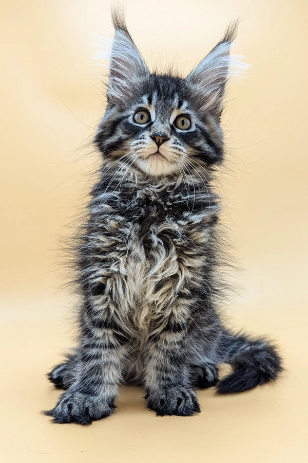 Adorable Maine Coon kitten with blue eyes and cute ear tufts in Sharm product