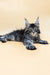 Adorable Maine Coon kitten with fluffy coat and ear tufts lounging on its stomach