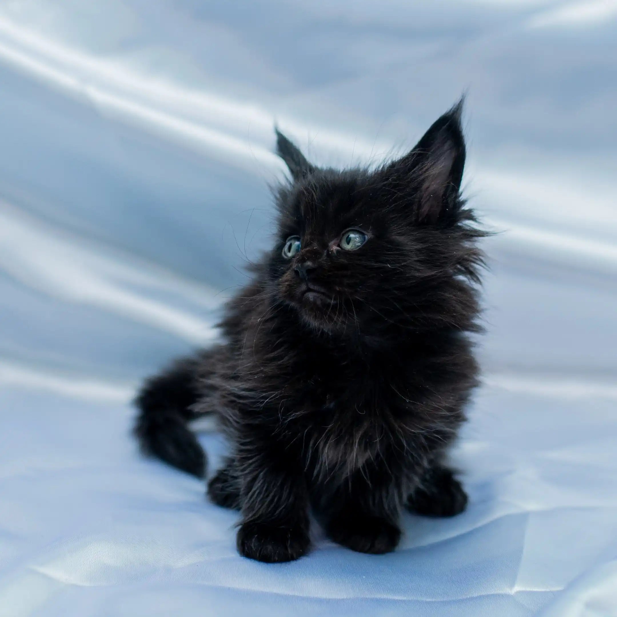 Maine Coon Kittens for Sale Sharon | Kitten