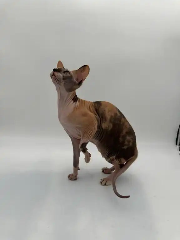 Hairless Sphynx kitten with fur patches sitting upright, perfect for young adult cat lovers