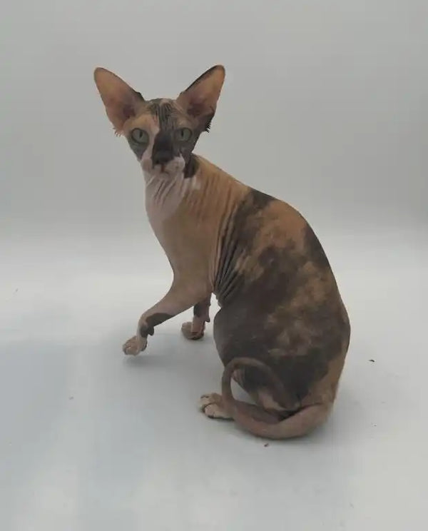 Hairless Sphynx kitten with big ears and mottled skin, perfect young adult cat companion