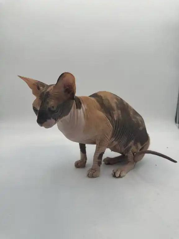 Hairless Sphynx cat with mottled skin, perfect for young adults seeking a unique pet