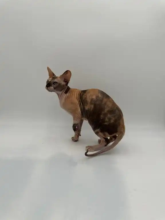 Hairless Sphynx cat with an alert look, perfect for young adult cat lovers