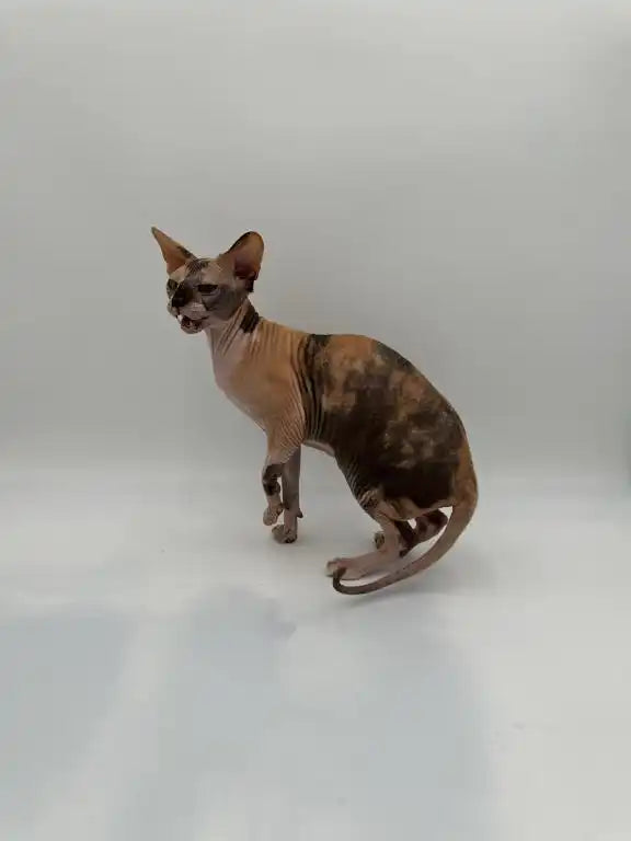 Hairless Sphynx kitten with mottled skin, perfect for young adult cat lovers