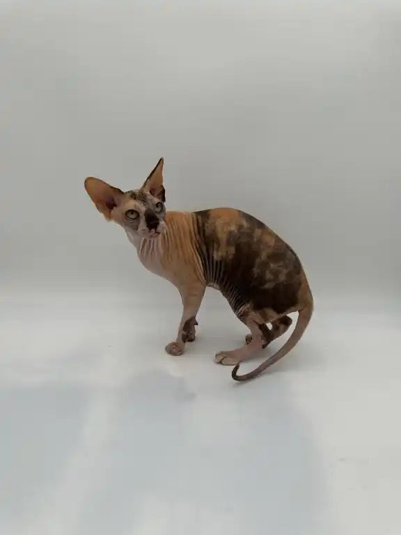 Curious Hairless Sphynx kitten with fur patches, perfect for young adult cat lovers