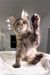 Cute Maine Coon kitten named Sheila waving happily