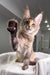 Cute Maine Coon kitten named Sheila waving playfully in a sunny spot