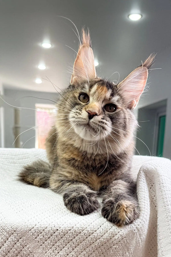 Adorable Maine Coon kitten named Sheila, showcasing fluffy fur and playful personality