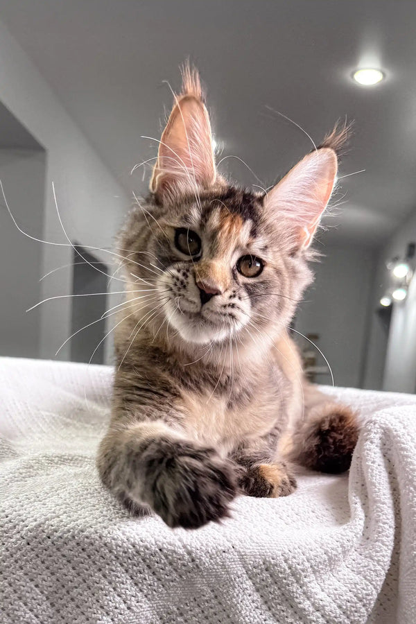 Cute Maine Coon kitten named Sheila with adorable tufted ears