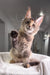 Cute Maine Coon kitten named Sheila playfully waving its paw