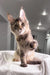 Cute Maine Coon kitten named Sheila playfully raises her paw