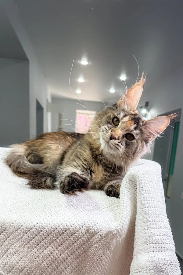 Adorable Maine Coon kitten Sheila with cute ear tufts looking playful and fluffy