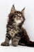 Fluffy Polydactyl Maine Coon kitten with ear tufts and long fur perfect for cuddles