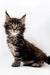 Fluffy tabby Maine Coon kitten with wide eyes and perked ears, the adorable Sheila