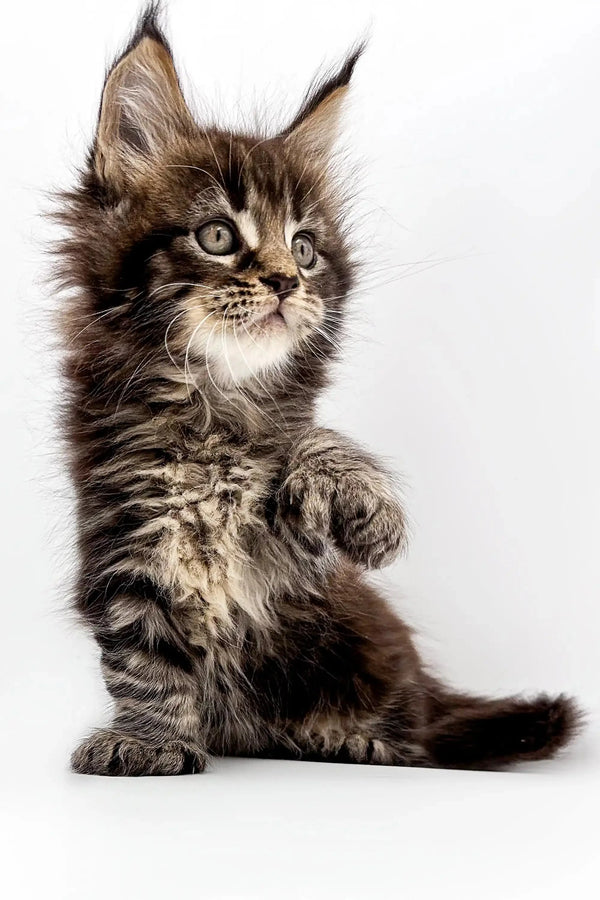 Fluffy Maine Coon kitten with ear tufts and playful paw, perfect Polydactyl Maine Coon